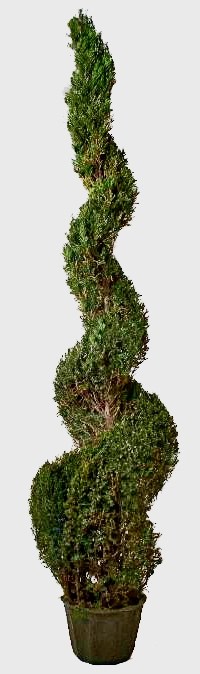 Preserved Classic Spiral Topiary 108 inch in Juniper Foliage